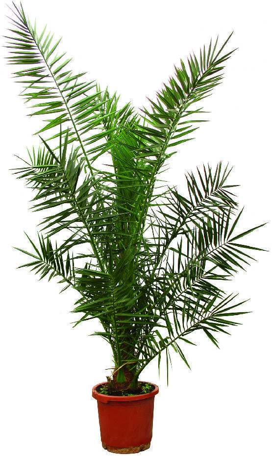  PALMIER DES CANARIES code EAN 3492140227831 