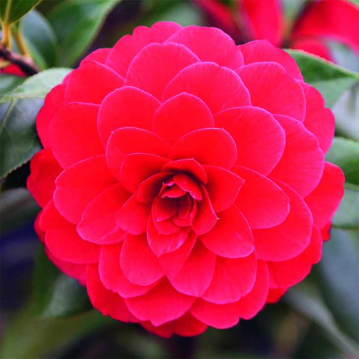  CAMÉLIA JAPONICA code EAN 3492140236369 