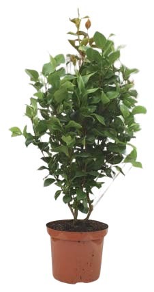  CAMÉLIA JAPONICA code EAN 3492140236543 