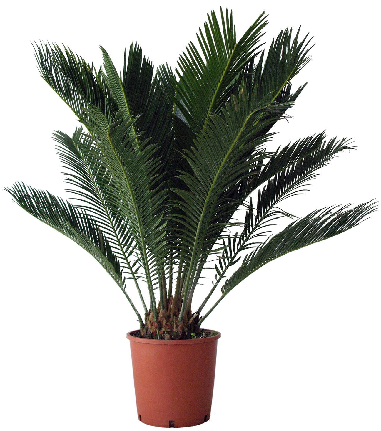  CYCAS REVOLUTA code EAN 3492140236604 