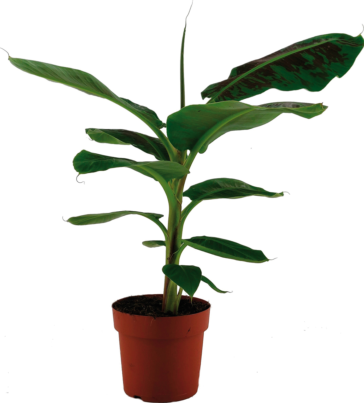 BANANIER 3492140236871 