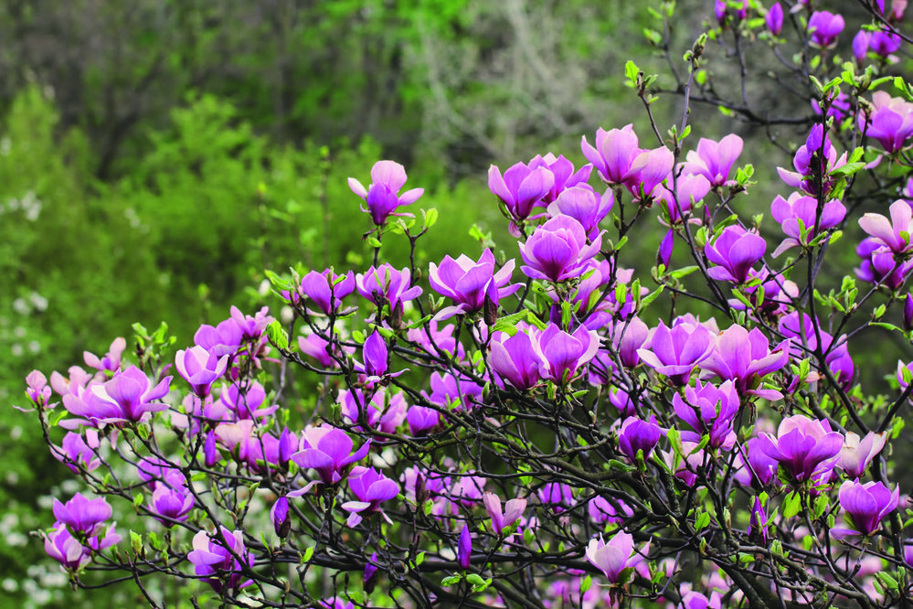  MAGNOLIA code EAN 3492140236901 