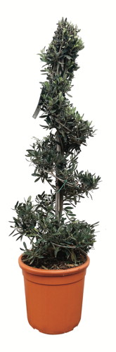  OLEA EUROPAEA code EAN 3492140254394 