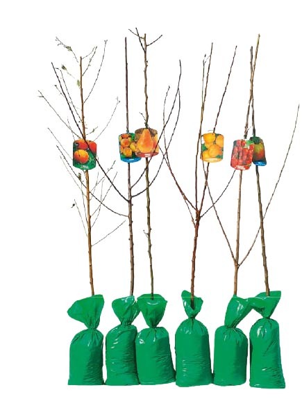  FRUITIER SCION code EAN 3492140261712 