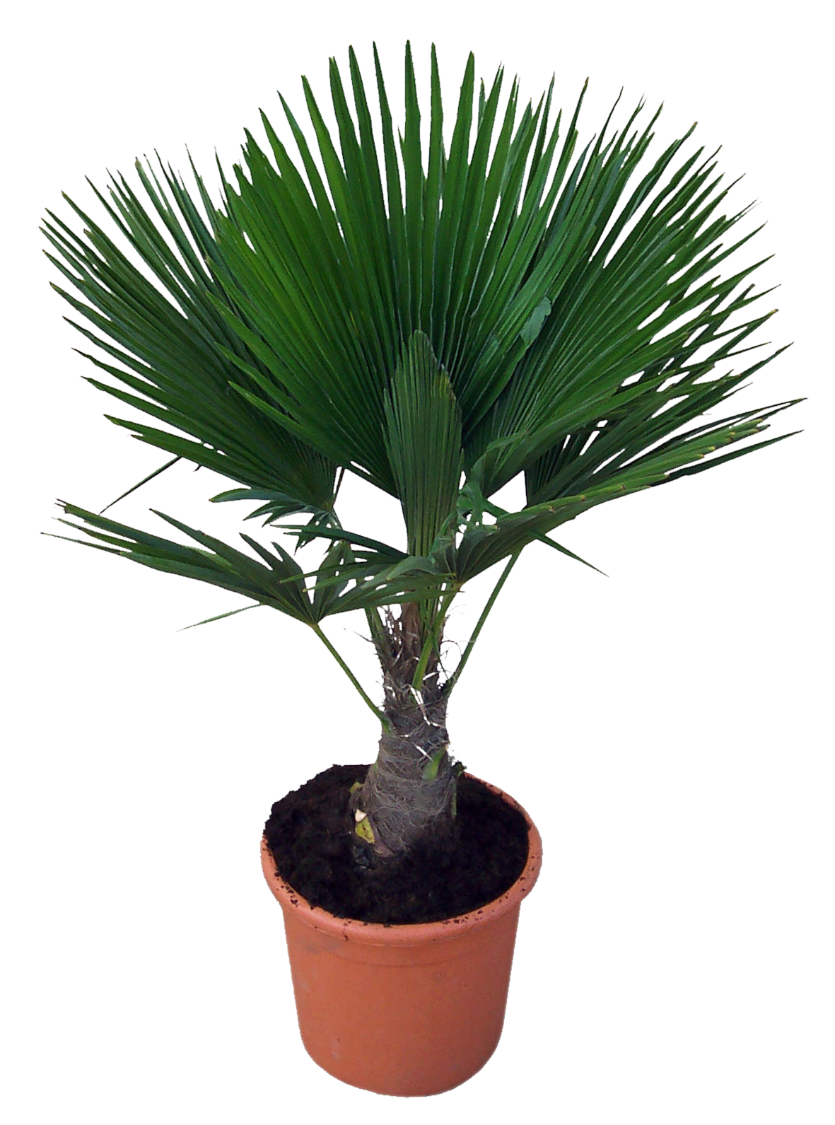  PALMIER code EAN 3492140261941 