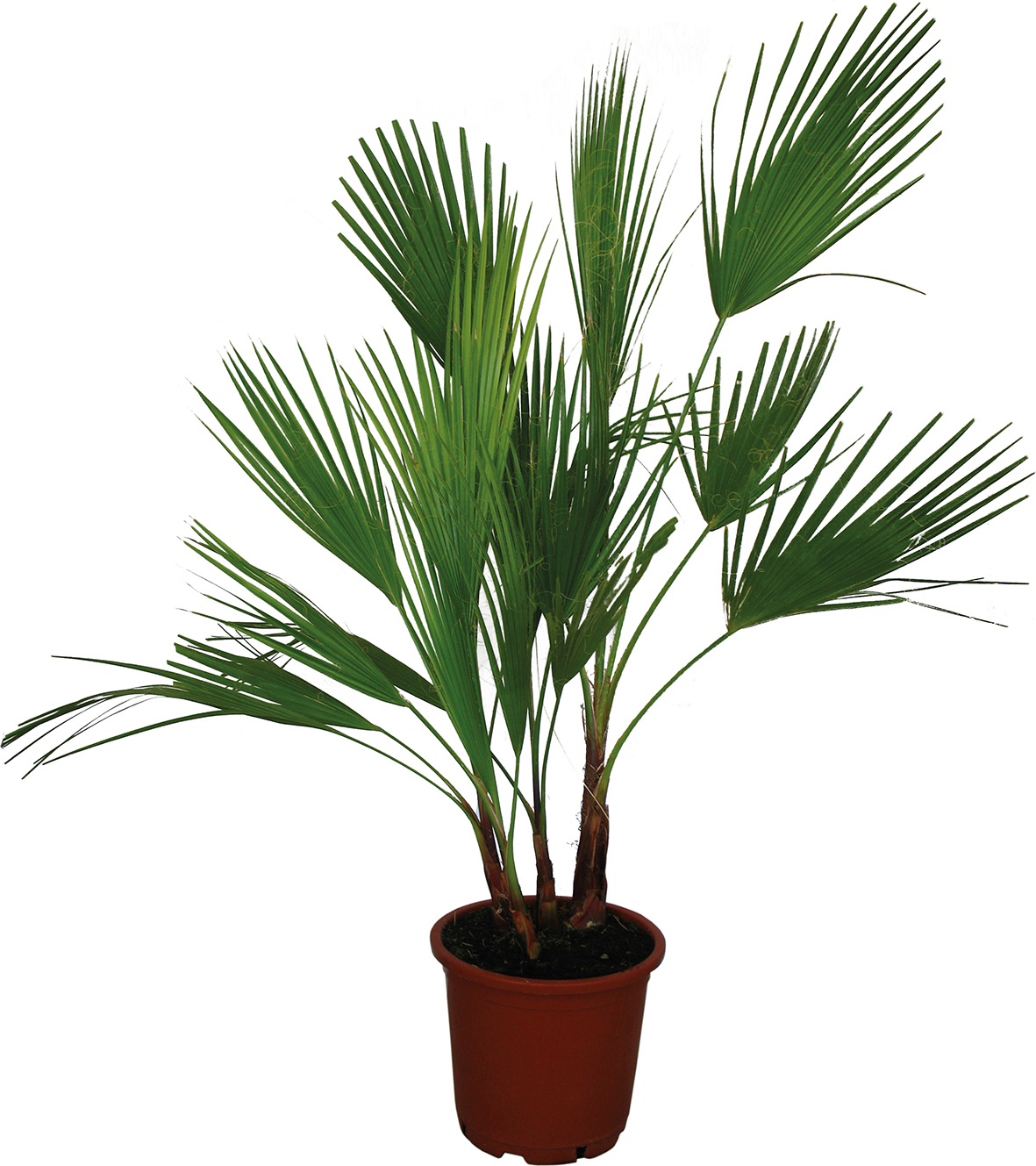  PALMIER DU Mexique code EAN 3492140261958 