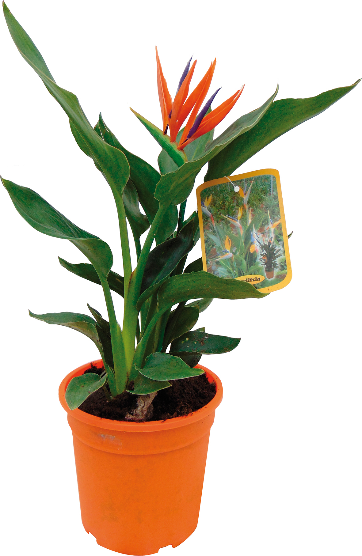  OISEAU DE PARADIS code EAN 3492140262085 