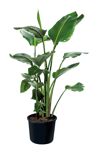  STRELITZIA AUGUSTA code EAN 3492140262313 