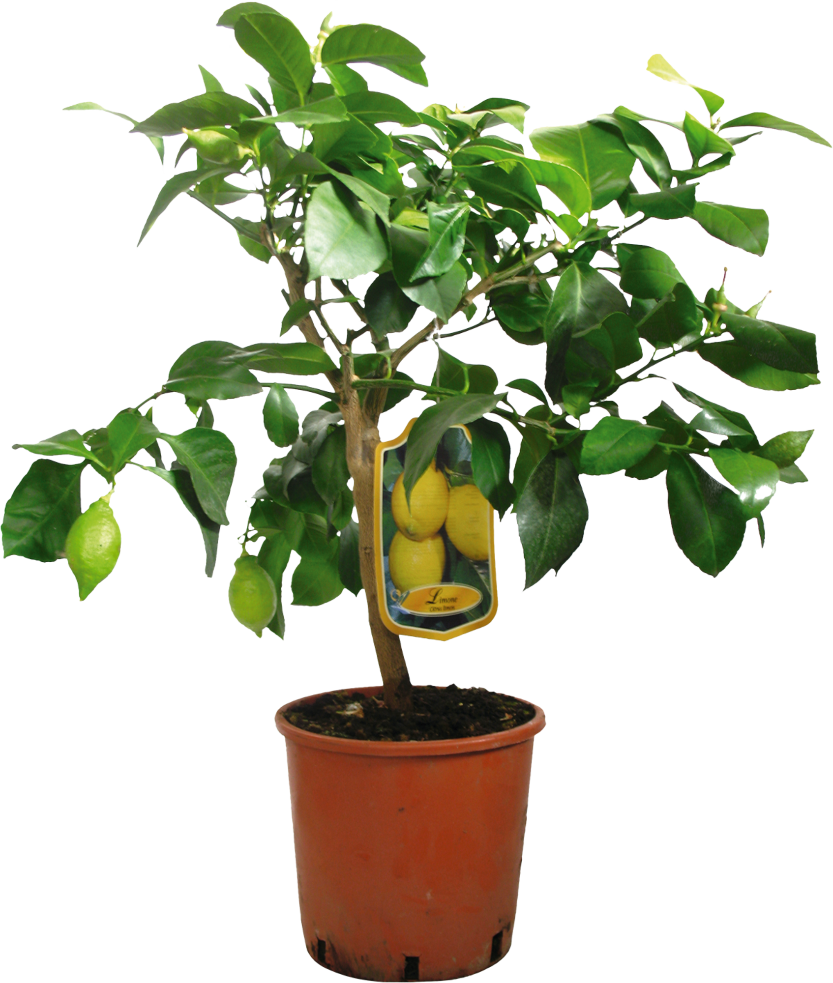  AGRUMES code EAN 3492140263068 