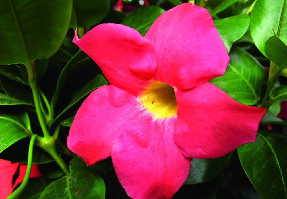 DIPLADENIA 3492140266236 