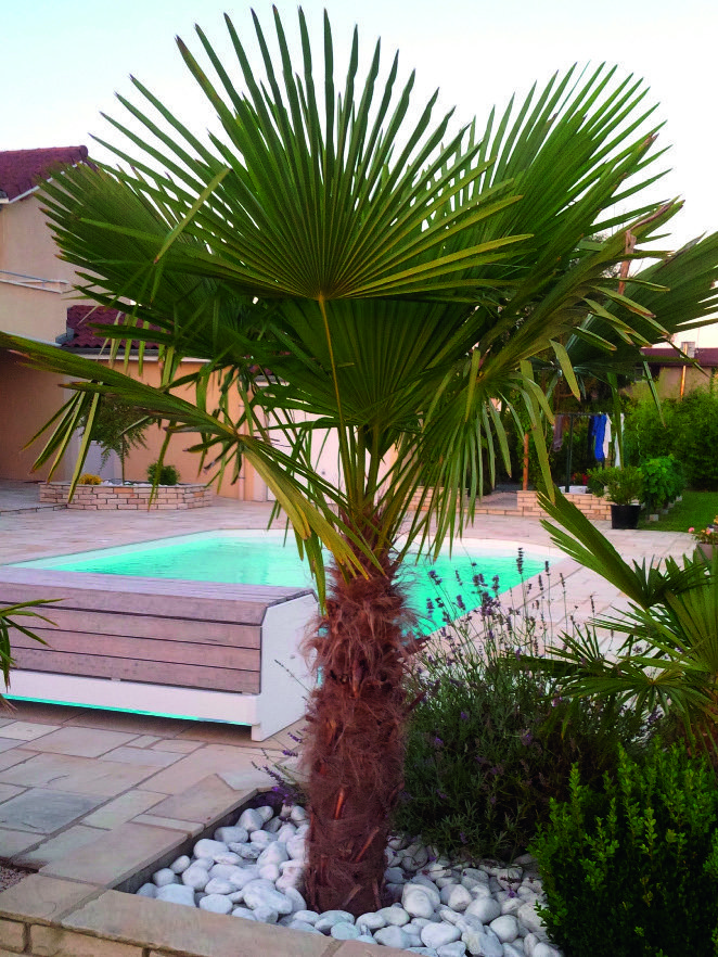 PALMIER DE CHINE 3492140270189 