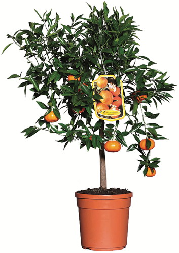  AGRUMES code EAN 3492140286586 