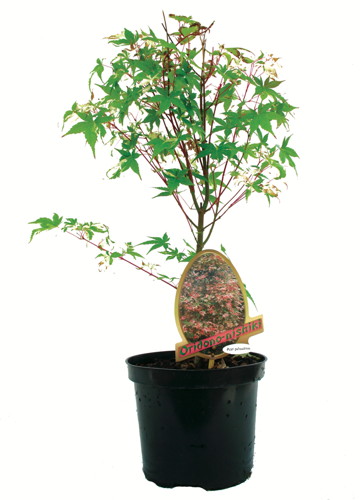  ACER PALMATUM code EAN 3492140291245 