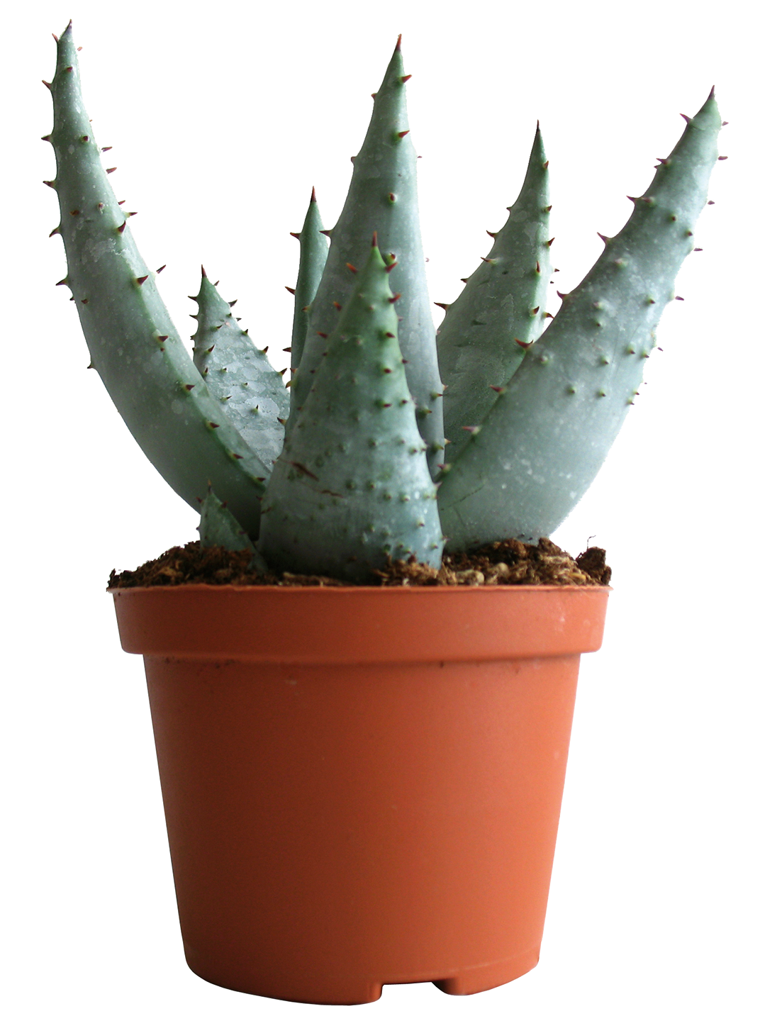 ALOE MIX 3492140291835 