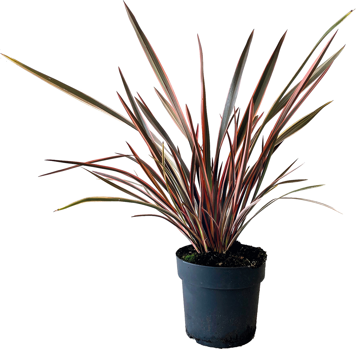  PHORMIUM code EAN 3492140294383 
