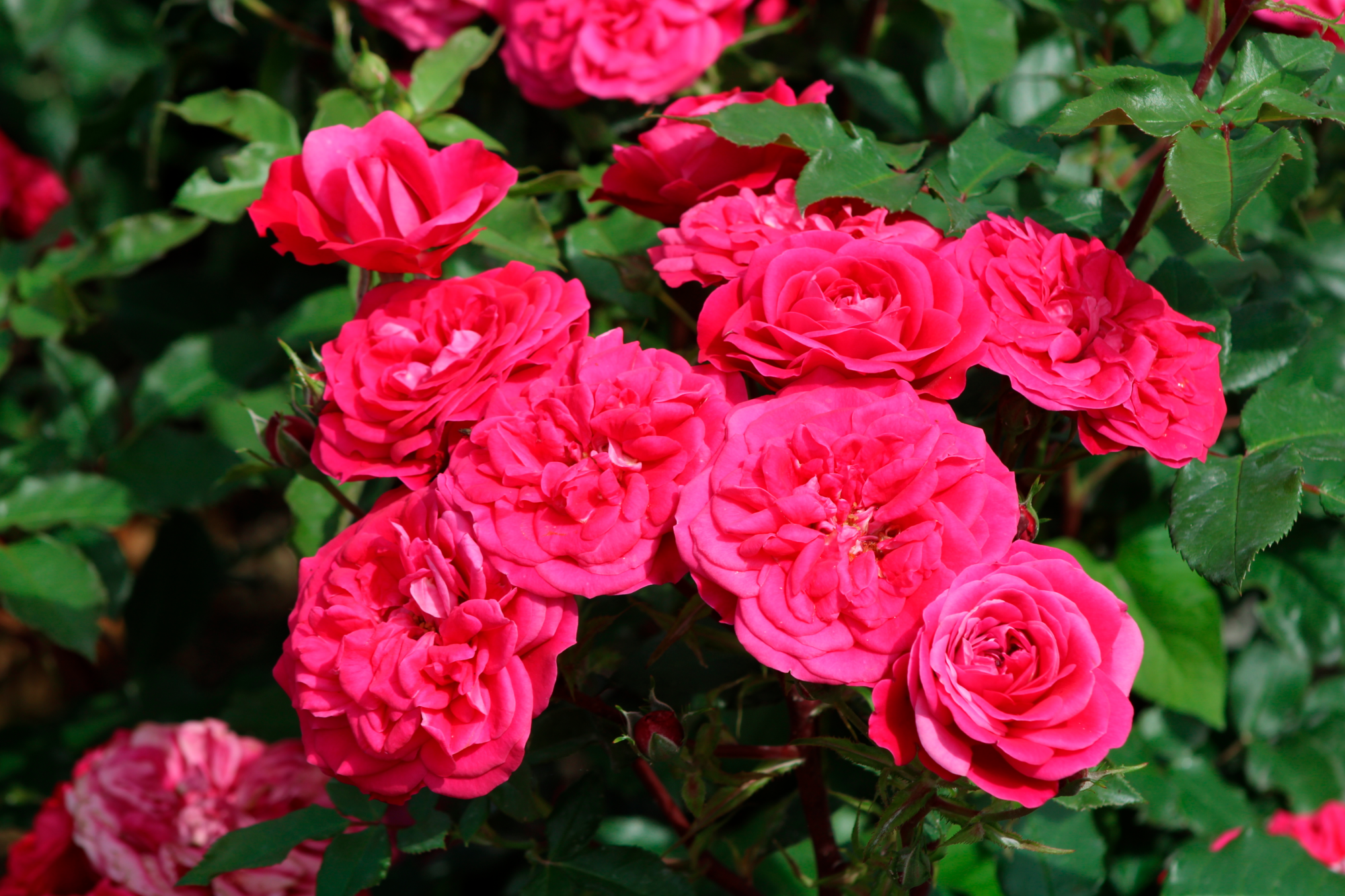  ROSIER MEILLAND code EAN 3492140294895 