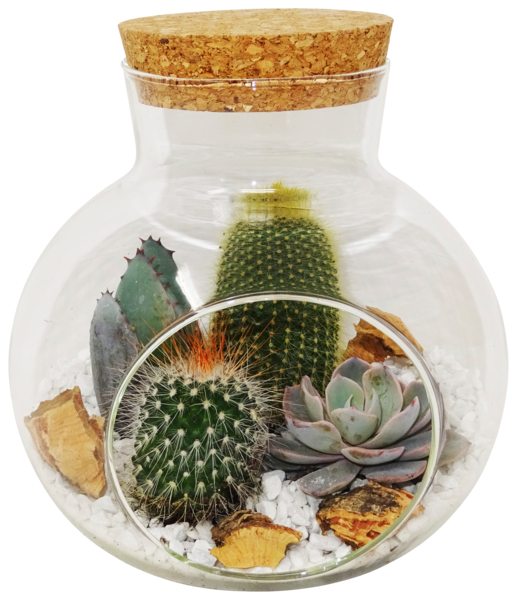  Terrarium Cactus Et Succulentes  code EAN 3492140301548 