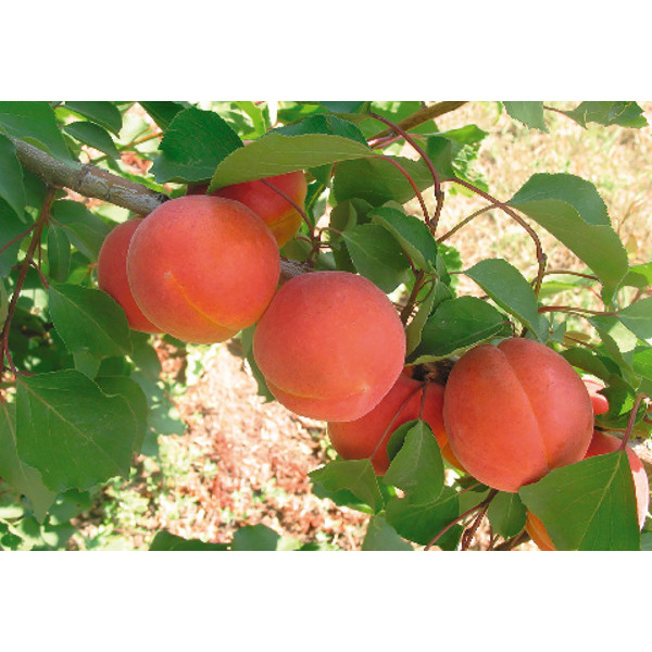  Arbres Fruitiers code EAN 3492140302408 