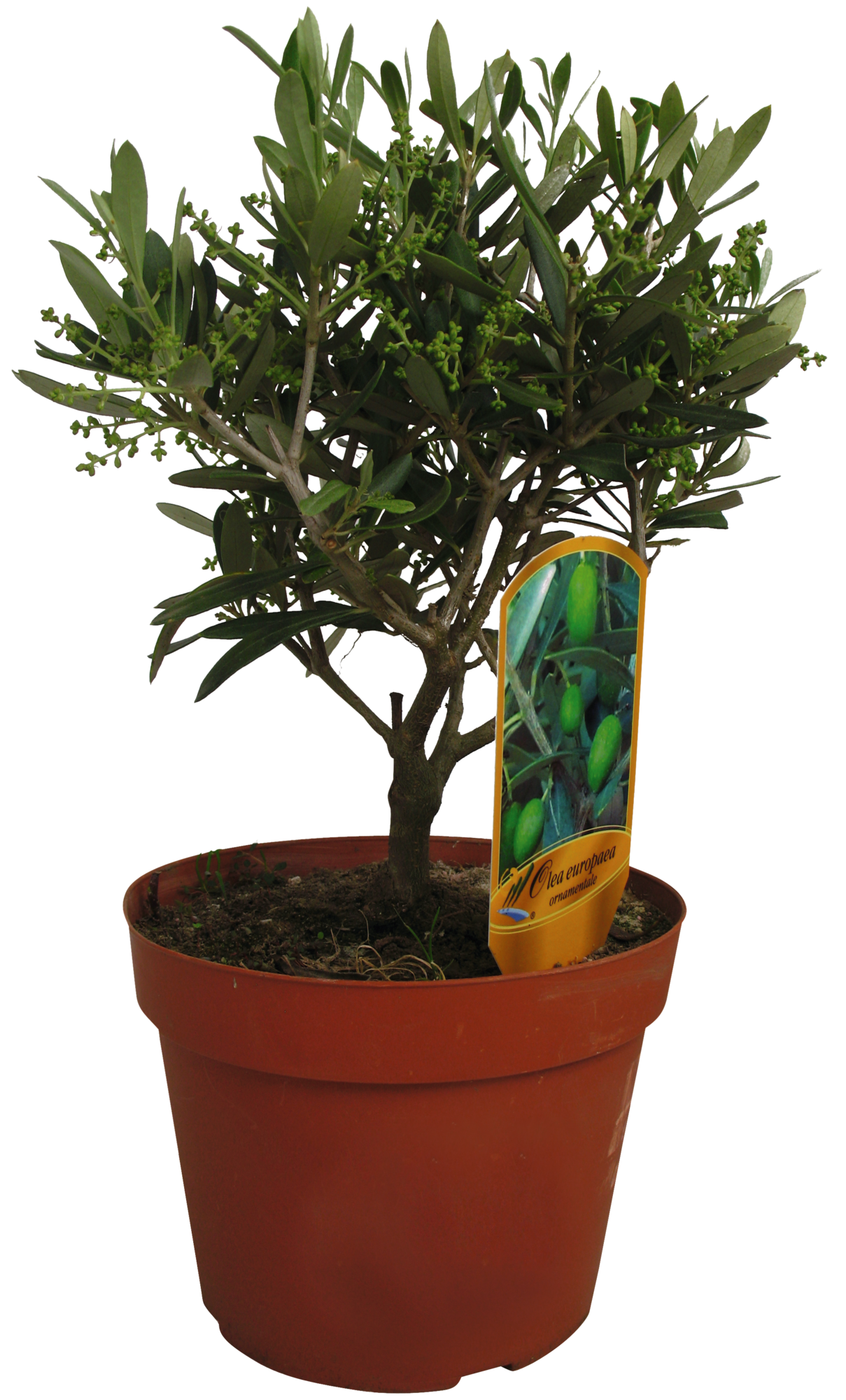  MINI OLIVIER "Olea europaea" code EAN 3492140310168 