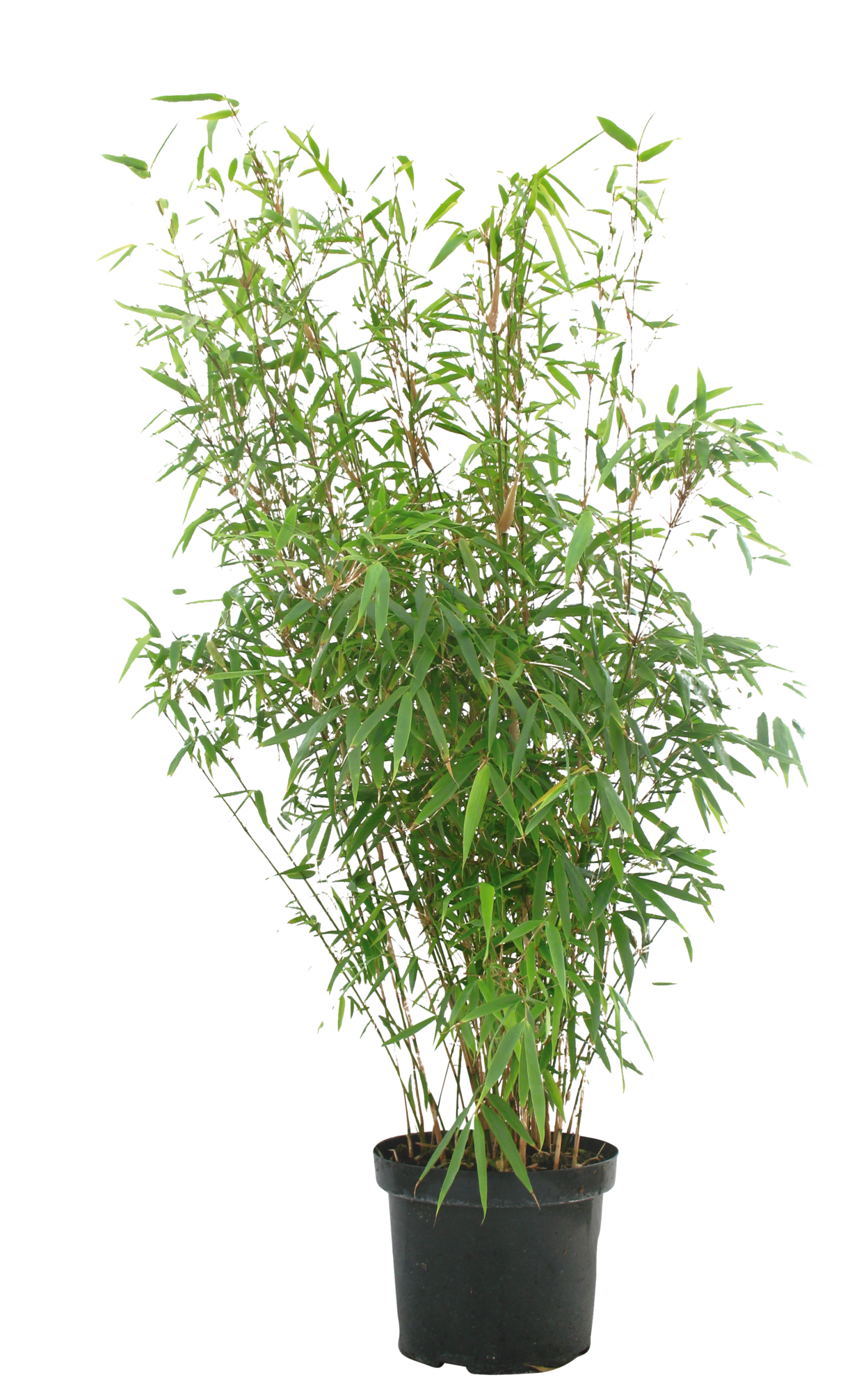  BAMBOU DORÉ "PHYLLOSTACHYS AUREA" code EAN 3492140325766 