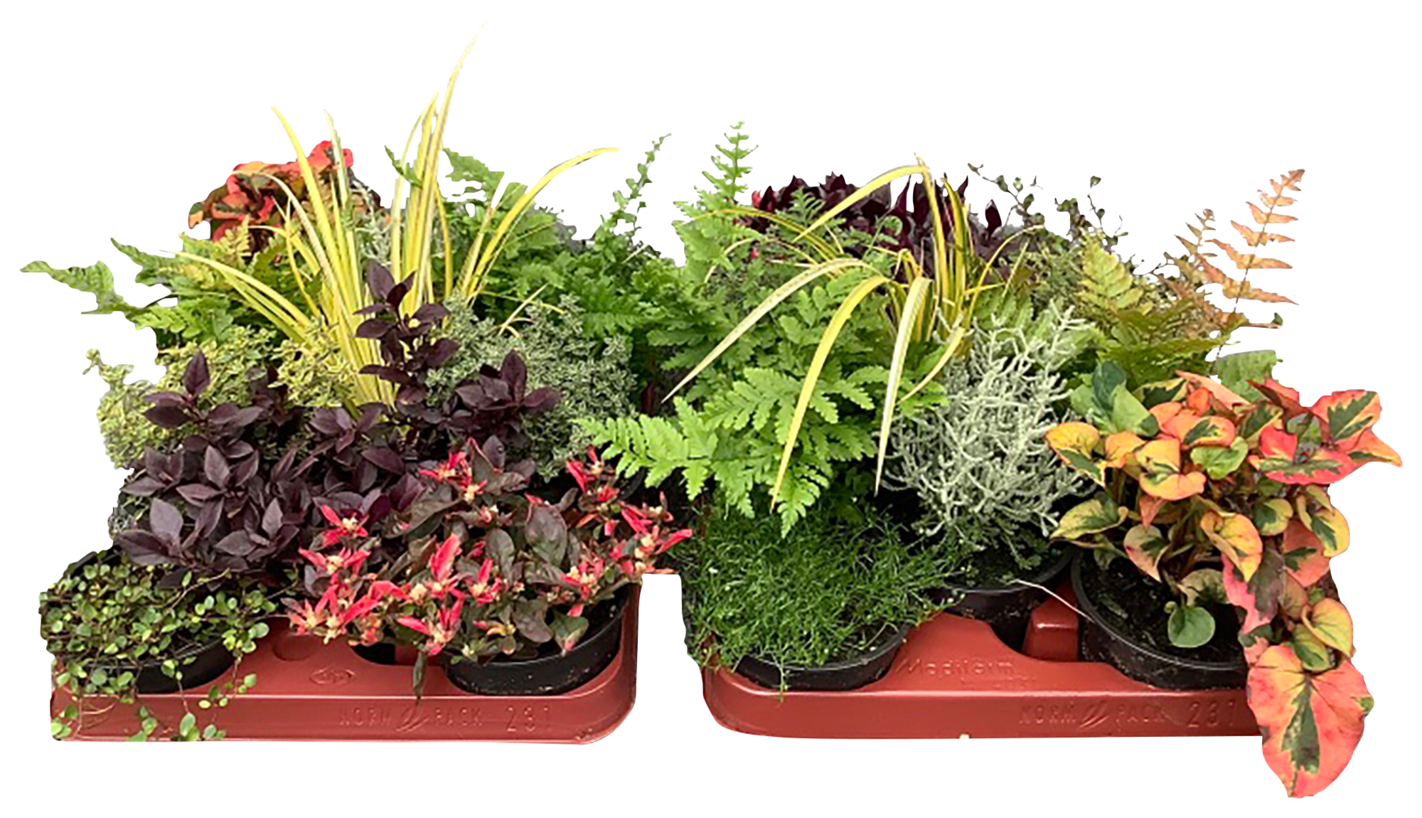 ARBUSTES VARIÉS D'AUTOMNE 3492140338469 