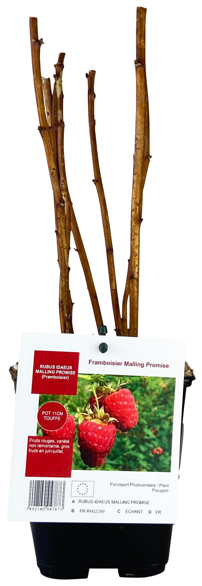  FRAMBOISIER "RUBUS IDAEUS" code EAN 3492140342466 
