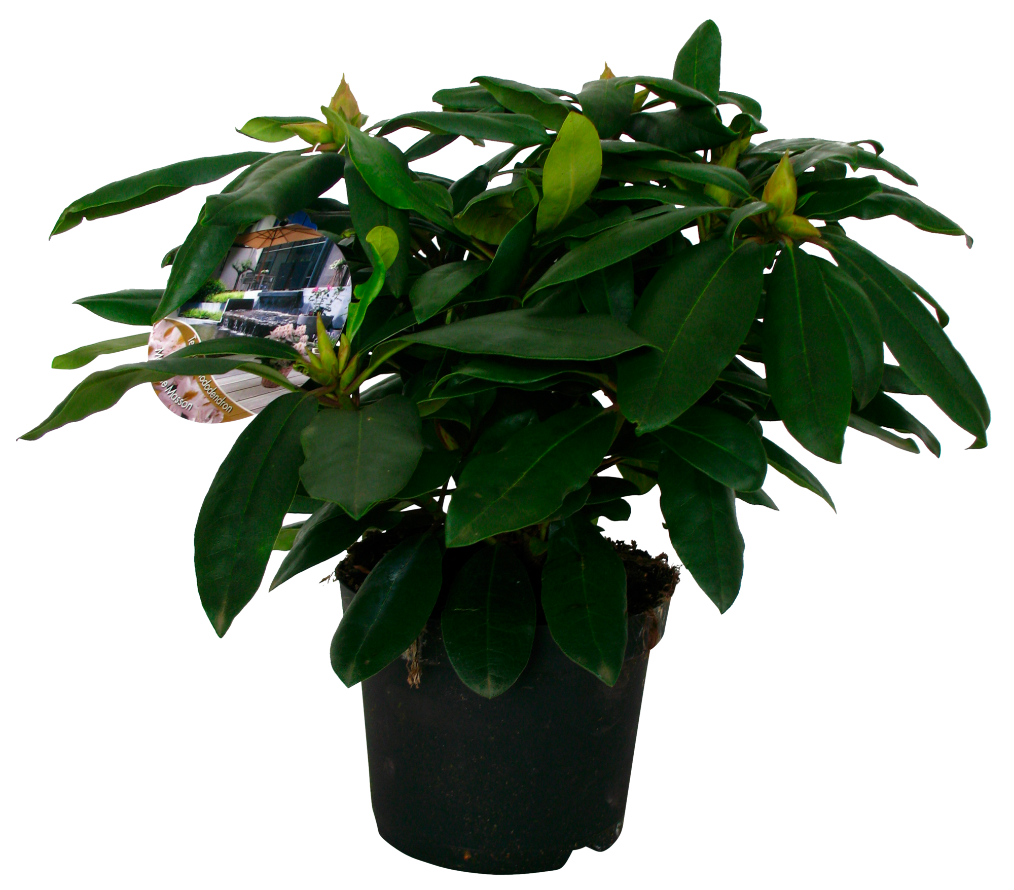  RHODODENDRON HYBRIDE  code EAN 3492140346365 