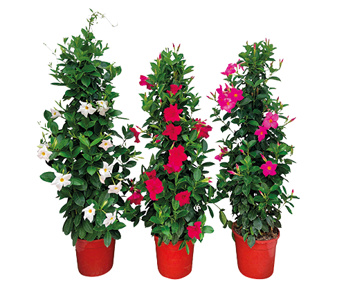 DIPLADÉNIA PYRAMIDE 3492140347805 