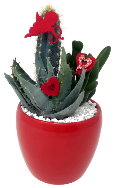  Cactus En Pot Summer Blanc Ou Rouge code EAN 3492140351604 