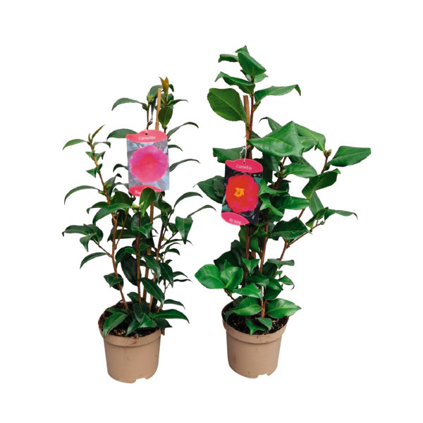  Camélia Japonica code EAN 3492140351734 
