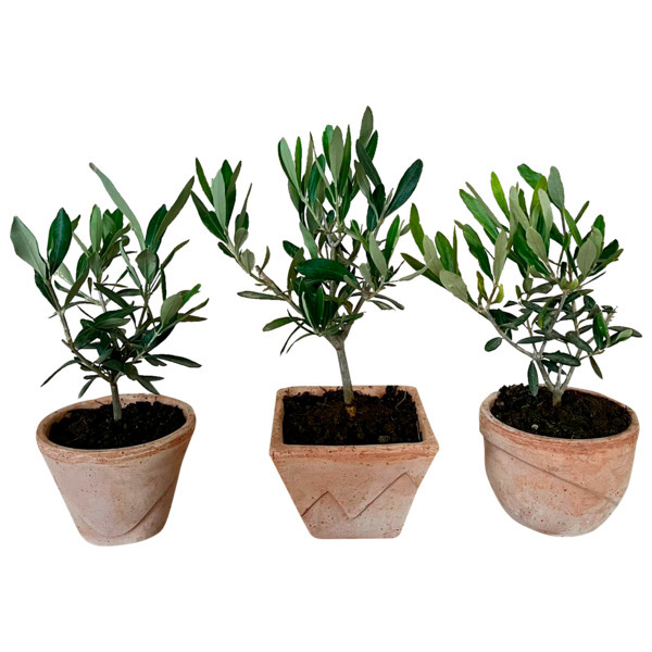  Olivier (Olea Europaea) code EAN 3492140356494 