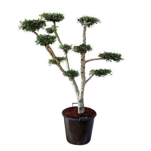  OLEA EUROPEA OLIVIER NUAGE code EAN 3492140366684 