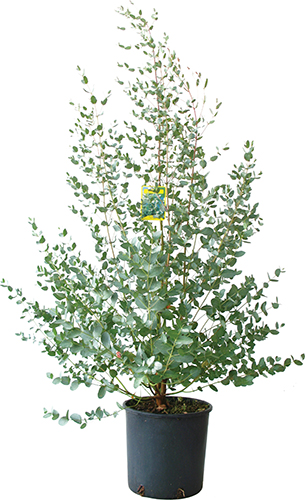  ARBUSTES D'ORNEMENT code EAN 3492140371817 