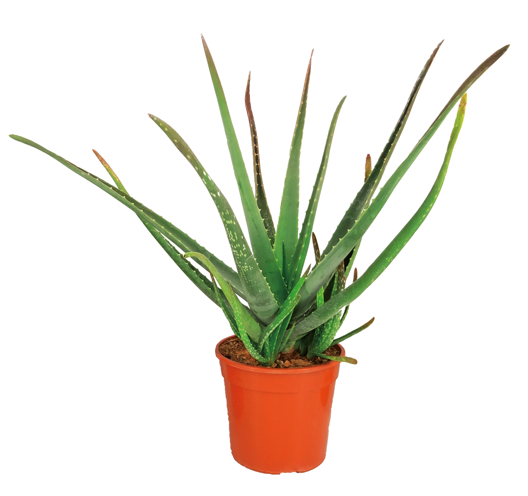 ALOE VERA 3492140382332 