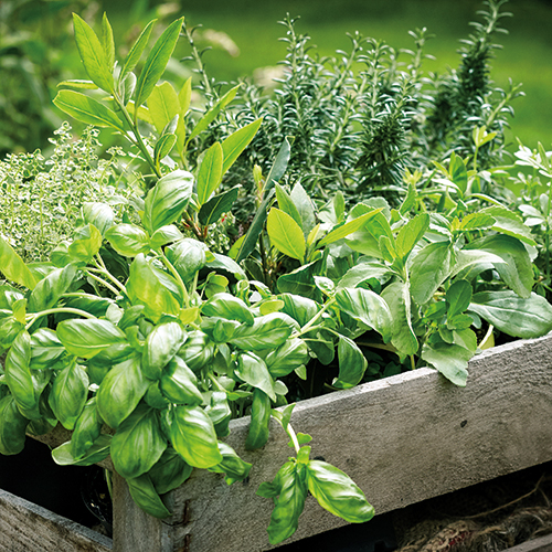 PLANTES AROMATIQUES 3492141007906 