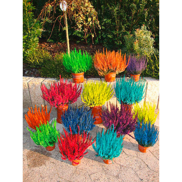  Bruyère code EAN 3496820002244 