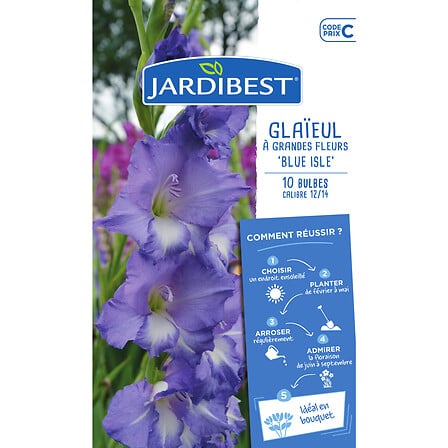 glaïeuls blue isle