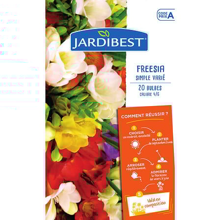fresias à fleurs simples 3505390981764 JARDIBEST fresias à fleurs simples 3505390981764 JARDIBEST
