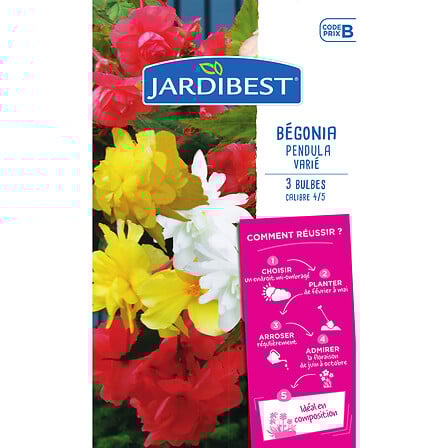 bégonias pendulas variés