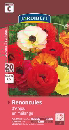 renoncules d'anjou
