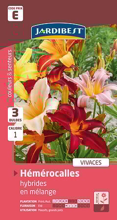 hémérocalles variés