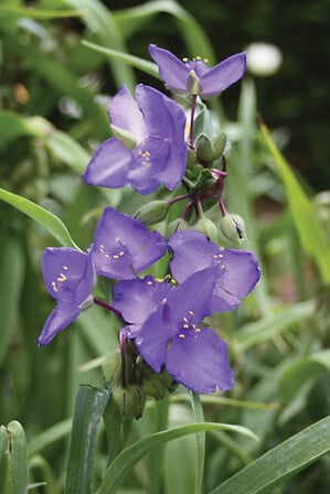 tradescantia