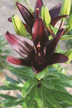 JARDIBEST lis noir code EAN 3505391030621 