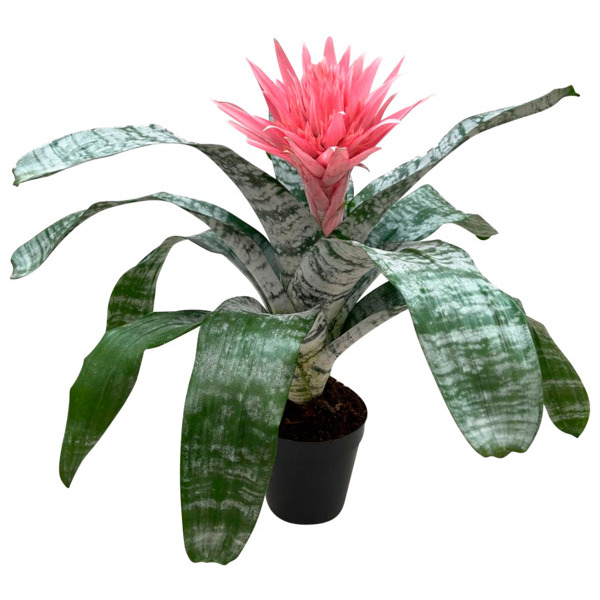  Aechmea Primera  code EAN 3505625004589 