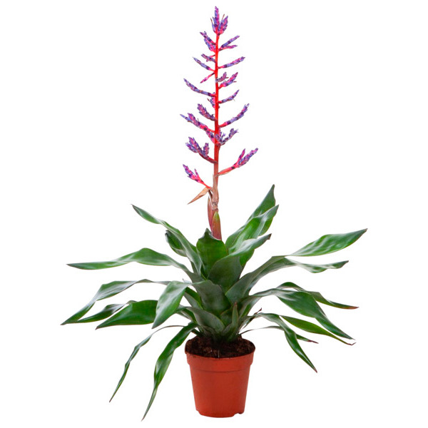  Aechmea Blue Rain code EAN 3505625004596 
