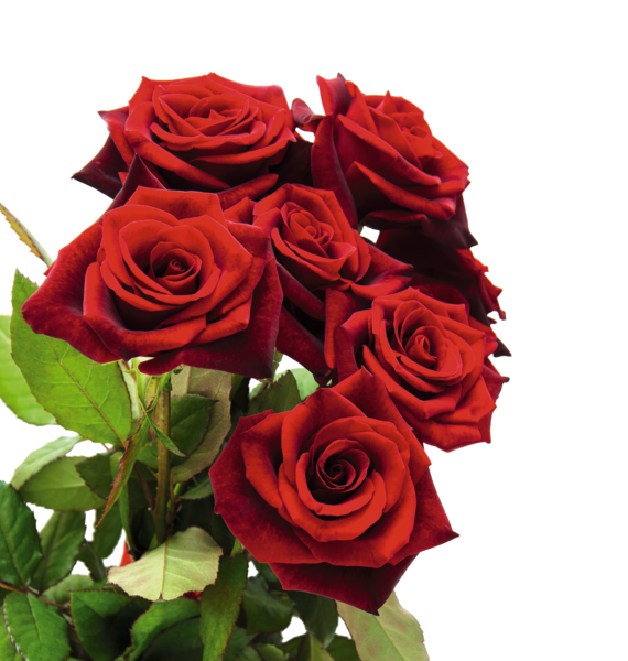  Bouquet De 7 Roses Rouges Red Naomi code EAN 3505625017268 