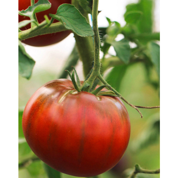  TOMATE POT 10.5 CM code EAN 3514090010537 