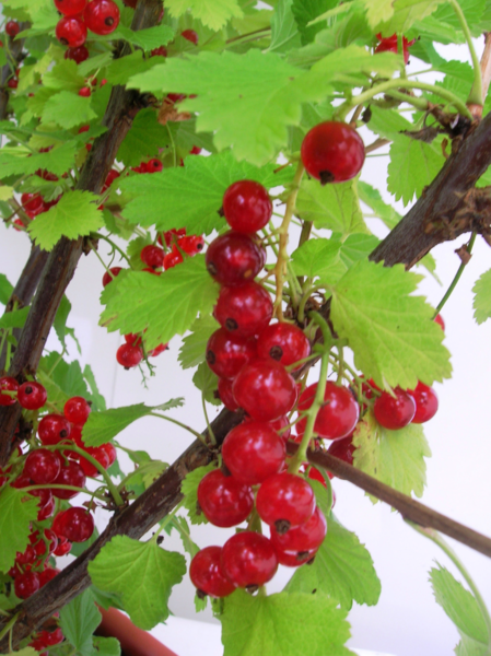  ARBUSTE A PETITS FRUITS EN POT 1.5 LITRE code EAN 3519690024922 