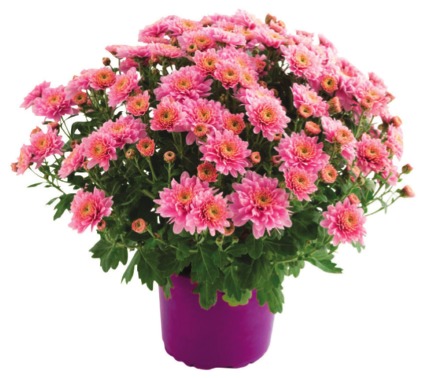 CHRYSANTHÈME POT 15 CM  3519690066816 (3519690066816)