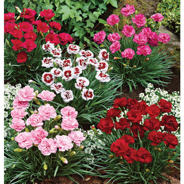  OEILLET POT 17 CM  code EAN 3519690203082 